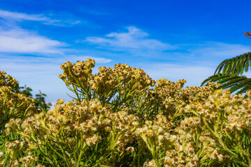 vibrant close-up of a cluster of Edelweiss flowers against a bright blue sky with scattered clouds. The image highlights the delicate details of the blossoms.