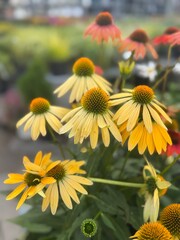 Yellow and Pink Coneflowers