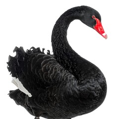 Fototapeta premium Black swan profile