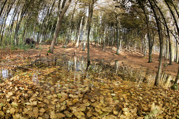 Pond with water covered by autumn leaves in a forest in denmark