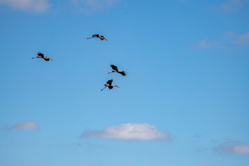 Graceful water birds soar across the vast, clear blue sky, their wings catching the light as they navigate the open expanse, a beautiful airborne spectacle.