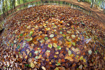 Pond with water covered by autumn leaves in a forest in denmark