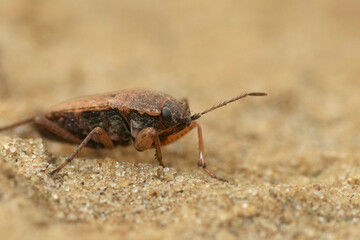 Lateral closeup on rare brown ground bug, Emblethis denticollis on sandy soil