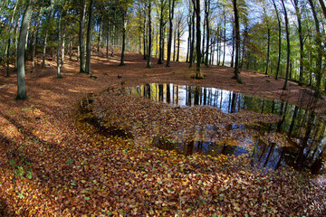Pond with water covered by autumn leaves in a forest in denmark