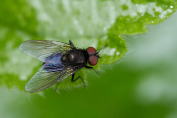 Dorsal closeup on a dark colored Hebecnema species fly on top of a green leaf in the garden
