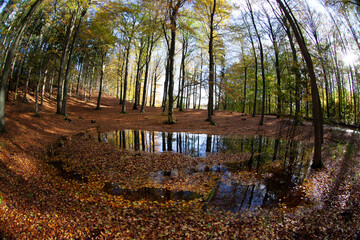 Pond with water covered by autumn leaves in a forest in denmark