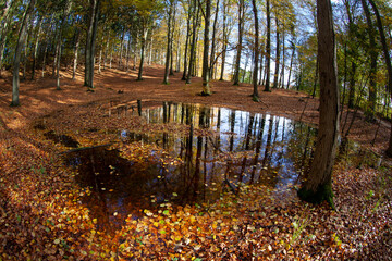 Pond with water covered by autumn leaves in a forest in denmark