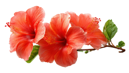 Close-up of three vibrant coral hibiscus flowers
