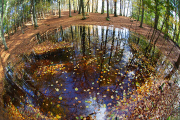 Pond with water covered by autumn leaves in a forest in denmark