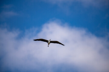 Graceful water birds soar across the vast, clear blue sky, their wings catching the light as they navigate the open expanse, a beautiful airborne spectacle.