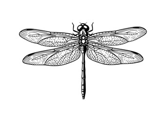 Vector art of detailed black and white dragonfly illustration