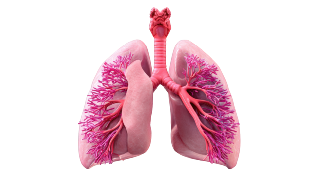 Human lungs anatomical illustration
