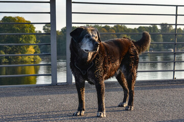 Large black gray dog with wet fur after swimming stands on a bridge over the river, looking forward attentively


