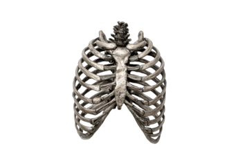 Detailed 3D rendering of a human ribcage