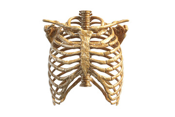 3D rendered human ribcage (1)
