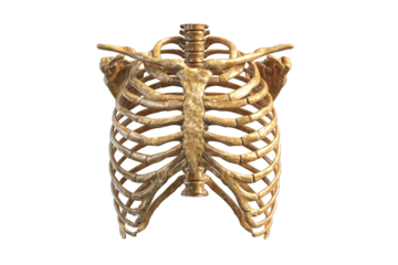 3D rendered human ribcage (1)