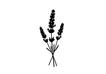 Fototapeta premium Vector art of lavender branch illustration