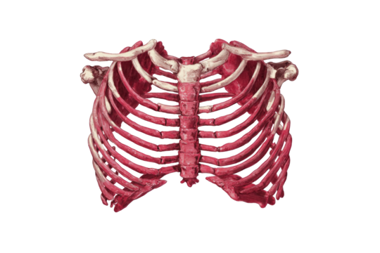 Ribcage anatomical illustration