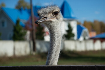 portrait of an ostrich