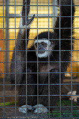 gibbon