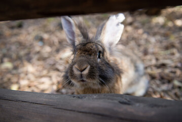 rabbit in the garden