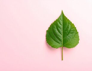 Fototapeta premium Single vibrant green leaf centered on a soft pink background, exhibiting prominent veins and a pointed tip