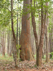 Agarwood trees in a plantation for perfume extraction