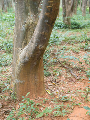 Agarwood trees in a plantation for perfume extraction