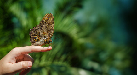 Owl butterfly resting on a person's finger against a blurred green background, symbolizing nature, harmony, and connection.
