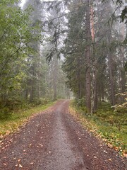 Foggy autumn forest path in Finland. autumn, fall, autumn forest, fog, mist, misty, foggy, Finland, Scandinavian, Nordic, landscape, nature, outdoor, path, trail, 