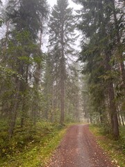 Foggy autumn forest path in Finland. autumn, fall, autumn forest, fog, mist, misty, foggy, Finland, Scandinavian, Nordic, landscape, nature, outdoor, path, trail, 
