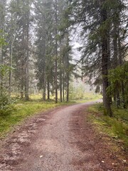 Foggy autumn forest path in Finland. autumn, fall, autumn forest, fog, mist, misty, foggy, Finland, Scandinavian, Nordic, landscape, nature, outdoor, path, trail, 
