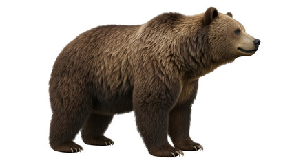 Isolated Grizzly Bear standing up on all fours, brown fur, large bear, wild animal outdoors