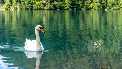 Swan on a tranquil lake