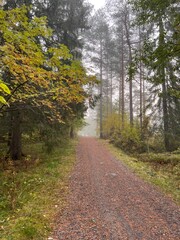 Fototapeta premium Foggy autumn forest path in Finland. autumn, fall, autumn forest, fog, mist, misty, foggy, Finland, Scandinavian, Nordic, landscape, nature, outdoor, path, trail, 