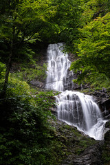 緑の中の唐沢の滝	