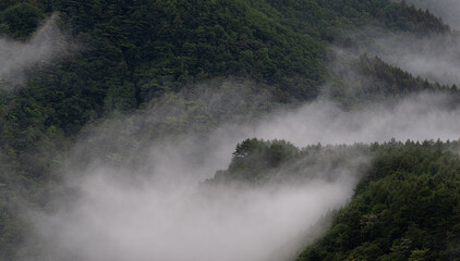 朝霧に包まれた森	