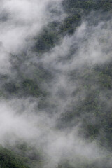 朝霧に包まれた森	