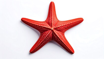 Red starfish on white background