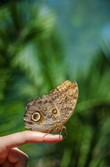 Owl butterfly resting gently on a person's finger with detailed wings and eye spots, set against blurred tropical greenery.