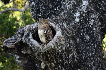 This image features a majestic Brown Fish Owl, identifiable by its bright yellow eyes and mottled brown plumage, perched within a hollow of a large, textured tree trunk, blending seamlessly