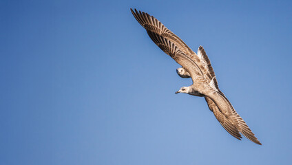 Two seagulls flying close together in a clear blue sky, wings fully extended in synchronized motion.