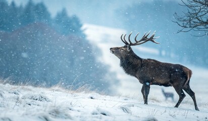This is a photograph capturing a majestic stag with large, impressive antlers standing in a snow-covered field. The stag is positioned slightly to the right of the center, facing left. The background 