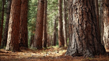 Forest trees trunks detail