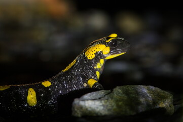 Fire Salamander (Salamandra salamandra) — Amphibian at night on wet forest ground, protected species in the Czech Republic.