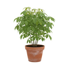 Money tree houseplant in a terracotta pot