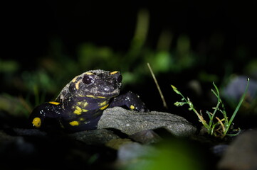Dirty Fire Salamander (Salamandra salamandra) close-up portrait at night. Protected species in the Czech Republic.