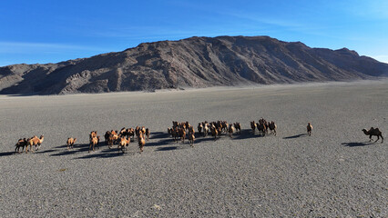 Bactrian camels walking across a desert in Mongolia towards the mountains.