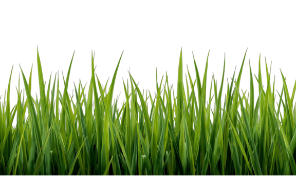 Fresh green grass side view PNG illustration isolated on transparent background Ai Genarated 4k 