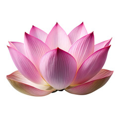 Blooming Lotus Flower with Pink Petals isolated on transparent background